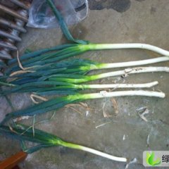 山东安丘铁杆大葱：凌河偕赵波