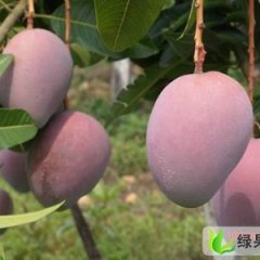 四川仁和出售芒果，有图