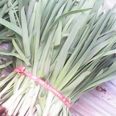 河南孟州明星十号：全义农林子