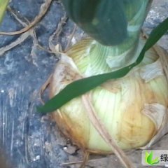 甘肃凉州金颗四号：下双乡宁女士