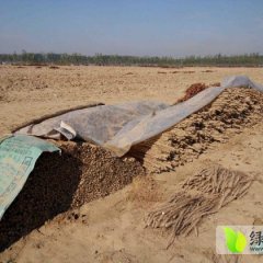 山东鄄城鸡皮铁棍山药：闫什镇刘先生