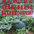 湖北京山花皮无籽：官桥瓜农老姚