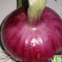 山东惠民红皮洋葱：大年陈邢继海