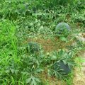 湖北京山黑皮无籽：孙桥镇熊先生