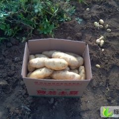 河北围场荷兰十五：腰站乡寇文利