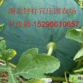 湖北钟祥花皮无籽：尹作勤