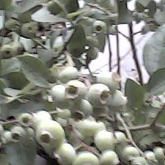 泰安市刘先生：新2核桃11月上市