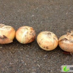 辽宁海城黄皮洋葱：高坨镇海城 胡老板