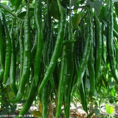 山东金乡湘辣七号线椒八号线椒代收代发