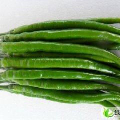 山东金乡湘辣七号：鸡黍王启发