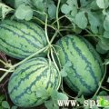 山东惠民花皮无籽：我是麻店朱先生