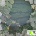 山东惠民京欣，高亢8号，西农8号西瓜