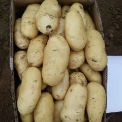 昌邑冷库土豆开始出库价格便宜