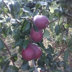 大荔梨聚焦市场,范家张小虎诚信合作