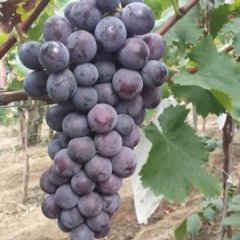 大荔葡萄是名优特产范家张小虎诚信合作