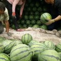 山东禹城西瓜最新价格