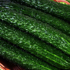 德州市兴农菜站 优质黄瓜11月上市