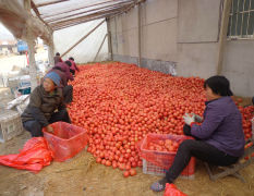 2015年优质硬粉红西红柿开始供应