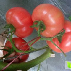 山东费县硬粉毛粉西红柿