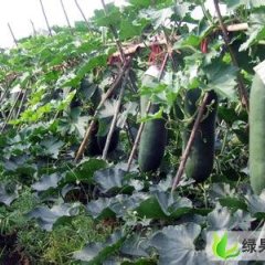 海南儋州黑皮冬瓜现货