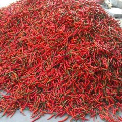 供海南线椒 泡椒 尖椒 杭椒等辣椒