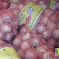 山东金乡红黄皮洋葱已上市