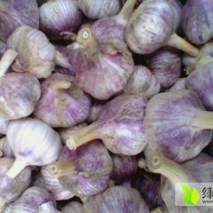 金乡红黄皮洋葱、代收代存出租冷库