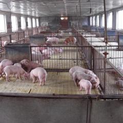 供应仔猪