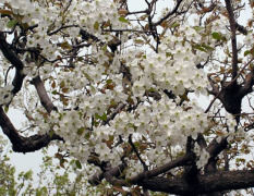 新鲜梨花，梨花粉--每年三月