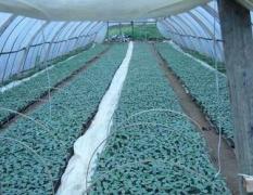 2010年供应嫁接西瓜苗,无籽瓜,黑美人,花瓜等