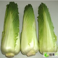 河北唐山市玉田大白菜
