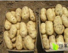 山东即墨荷兰十五土豆上市了 价格便宜