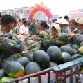 广西扶绥山圩镇李文龙：黑美人和小麒麟西瓜