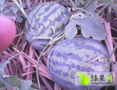 广西江南桂三号西瓜进入成熟上市高峰期