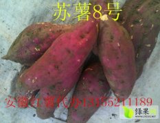 安徽固镇红薯基地 品种繁多 优质价廉 货源充足