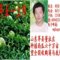 山东莘县董杜庄西瓜 京欣系列、鲁青、双星