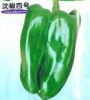 山东大量供应各种鲜辣椒，1.6元/斤