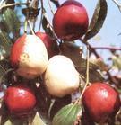 水果苗-枣树苗-枣的营养-山西枣树苗品种