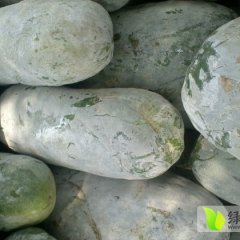 山东滕州白皮大冬瓜条形好