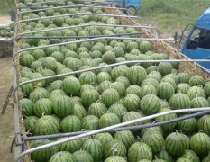 广西南宁开始有大量西瓜上市了