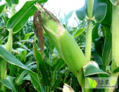广西横县代收所有品种甜玉米