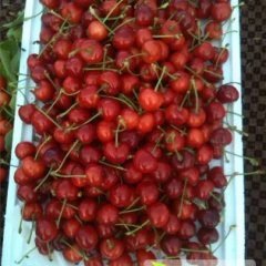 陕西大荔露地早大果樱桃精品价格17元/斤