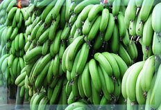 硇洲香蕉批发 特别是产香蕉香,甜,嫩