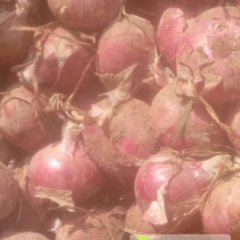 河南通许红皮洋葱70以上价格在0.18元/斤