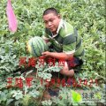 河南开封县京欣西瓜开始大面积供应