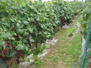 山东省潍坊大量供应大粒巨峰葡萄