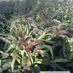 郯城红花4月到6月飞桥紫叶香蜗居已经上市