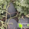 湖北钟祥大西瓜上市陈家全