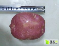 靖远土豆无公害 无污染 有机绿色食品