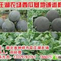 2013湖北钟祥官庄湖 西瓜火热上市